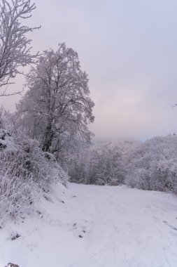 Karla kaplı ağaçlar ve dalları kış orman
