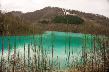 ormanda turkuaz gölet, büyüyen küçük bitkiler 