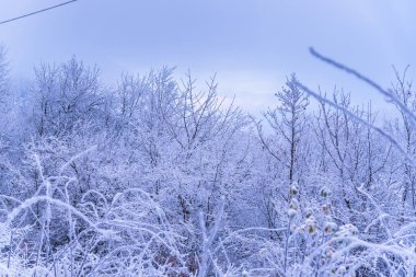 tam kar kaplı ağaçlar ve sisli orman