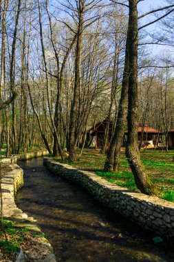 ağaçlar ile güzel park 