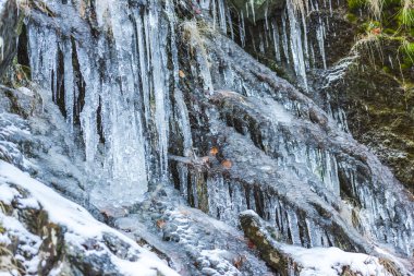 Karla kaplı ağaçlarla kaplı kış ormanı