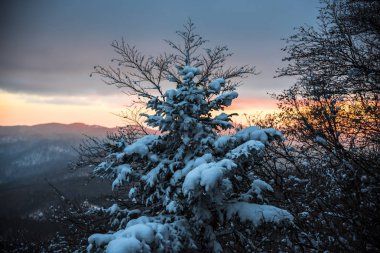 Çam ağaçları ve bulutlu gökyüzü arka plan şaşırtıcı doğa manzaralı