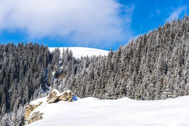 Karla kaplı ağaçlar ve dalları kış orman