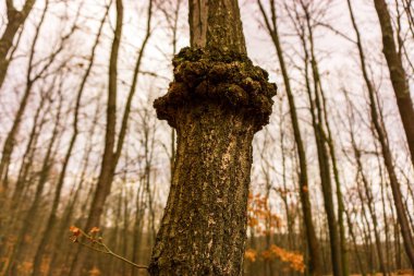 Ormandaki çam ağaçları.