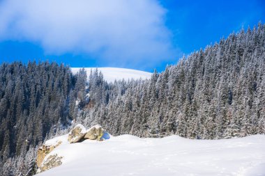Karla kaplı ağaçlar ve dalları kış orman