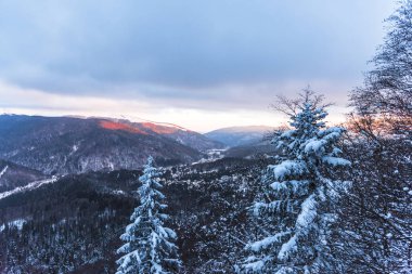 Çam ağaçları ve bulutlu gökyüzü arka plan şaşırtıcı doğa manzaralı