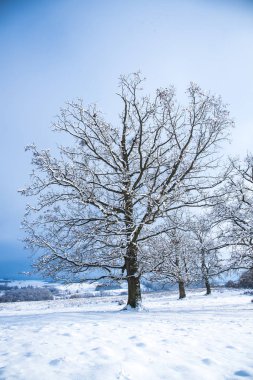 Karla kaplı çıplak ağaçlar ve dalları kış orman