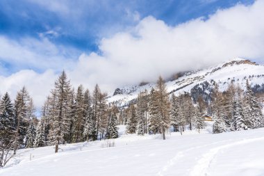 Karla kaplı çıplak ağaçlar ve dalları kış orman