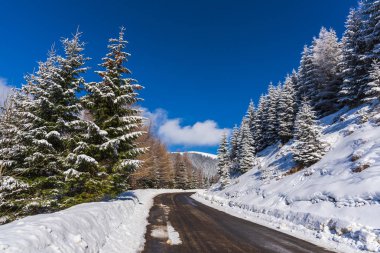 Karla kaplı ağaçlar ve dalları kış orman