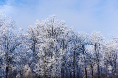 Karla kaplı çıplak ağaçlar ve dalları kış orman