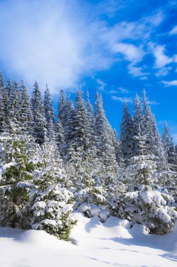 Karla kaplı ağaçlar ve dalları kış orman