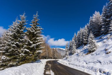 Karla kaplı ağaçlar ve dalları kış orman