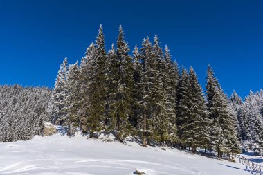 Karla kaplı ağaçlar ve dalları kış orman