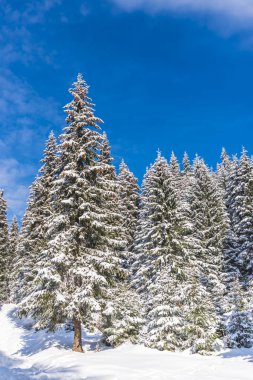 Karla kaplı ağaçlar ve dalları kış orman