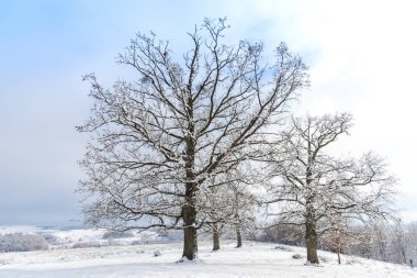 Karla kaplı ağaçlar ve dalları kış orman