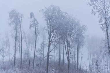 tam kar kış ormandaki ağaçlar kaplı