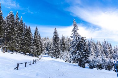 Karla kaplı ağaçlar ve dalları kış orman