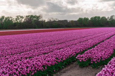 çiçek açan lale ekimi sahasında büyüyen görünümünü