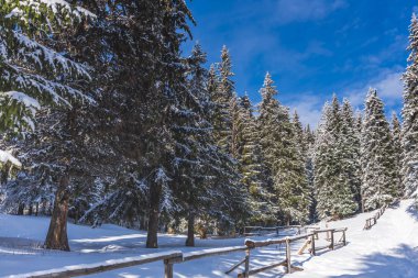 Karla kaplı ağaçlar ve dalları kış orman