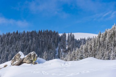 Karla kaplı ağaçlar ve dalları kış orman