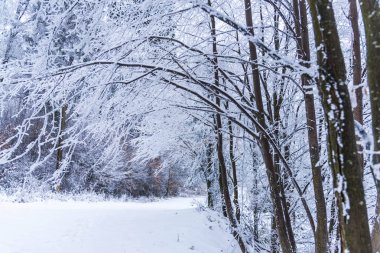 tam kar kış ormandaki ağaçlar kaplı