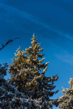 Çam ağaçları ve bulutlu gökyüzü arka plan şaşırtıcı doğa manzaralı