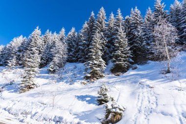 Karla kaplı ağaçlar ve dalları kış orman
