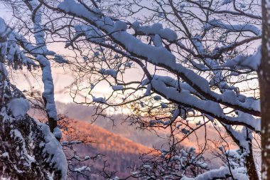 Karla kaplı ağaçlar ve dalları kış orman