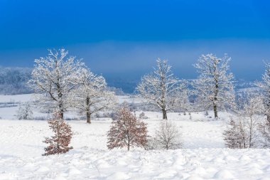 Karla kaplı ağaçlar ve dalları kış orman