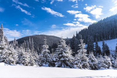 Karla kaplı ağaçlar ve dalları kış orman