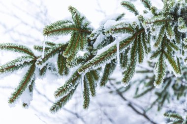 Karla kaplı çıplak ağaçlar ve dalları kış orman