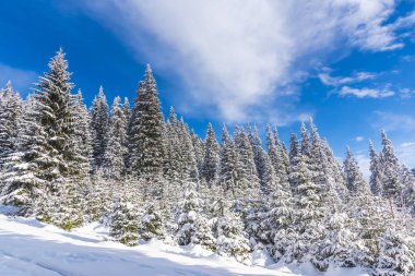 Karla kaplı ağaçlar ve dalları kış orman