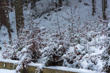 Karla kaplı çıplak ağaçlar ve dalları kış orman