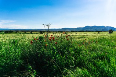 doğa manzara havadan görünümü 
