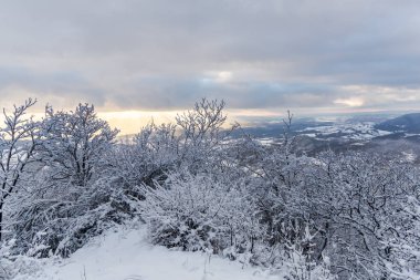 Karla kaplı ağaçlar ve dalları kış orman
