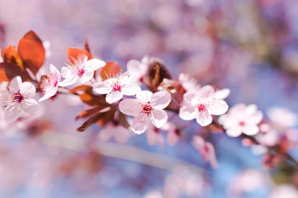 Ramo Ciliegio Con Fiori Ravvicinato — Foto Stock