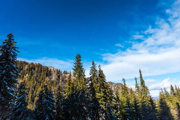 Increíble Vista Naturaleza Con Árboles Nevados — Foto de Stock