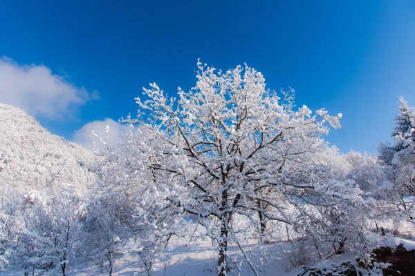 Snedækkede Nøgne Træer Grene Naturbaggrund - Stock-foto