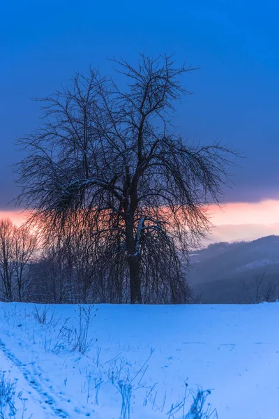 Alberi Rami Innevati Nella Foresta Invernale — Foto Stock