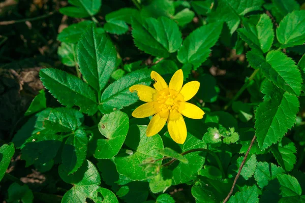 Gros Plan Fleurs Colorées Étonnantes — Photo