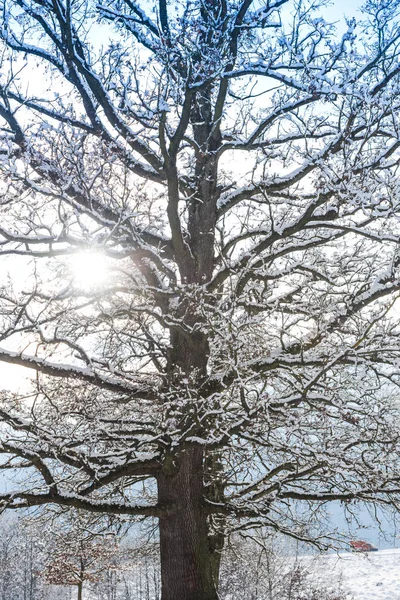 Snow Covered Trees Branches Wintry Forest — 스톡 사진