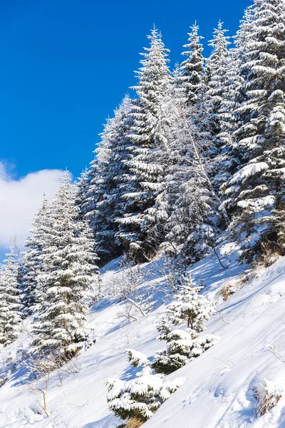 Árboles Ramas Cubiertos Nieve Bosque Invernal — Foto de Stock