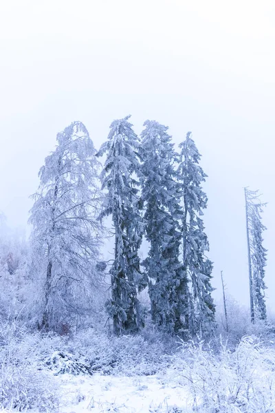 Snow Covered Trees Branches Wintry Forest — 스톡 사진