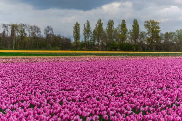 Vue Des Tulipes Poussant Champ Plantation — Photo