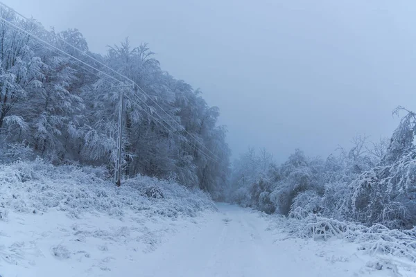 雾蒙蒙的森林里覆盖着满雪的树木 — 图库照片