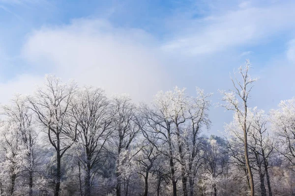 Alberi Rami Nudi Ricoperti Neve Nella Foresta Invernale — Foto Stock