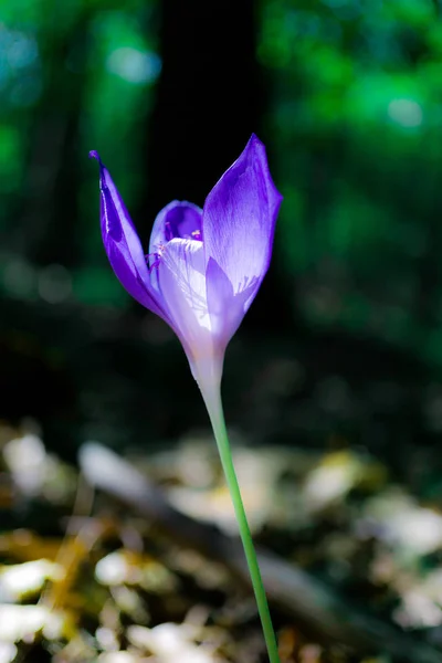 Gros Plan Fleurs Colorées Étonnantes — Photo