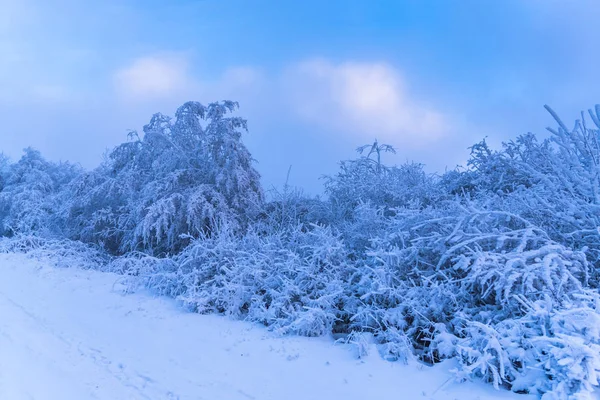 Árboles Cubiertos Nieve Bosque Brumoso —  Fotos de Stock