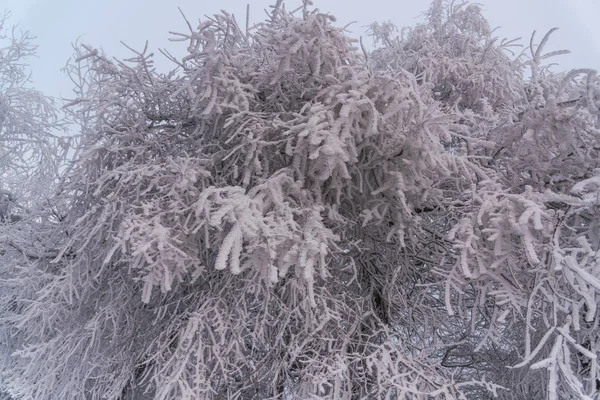 Snow Covered Trees Branches Wintry Forest — Zdjęcie stockowe