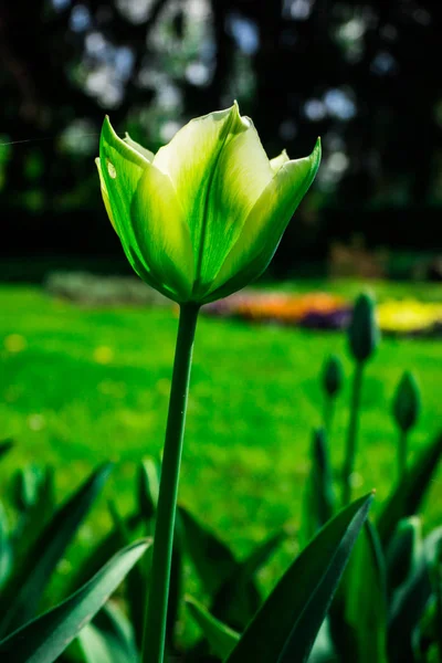 Close Amazing Colorful Blooming Flower — Stock Photo, Image